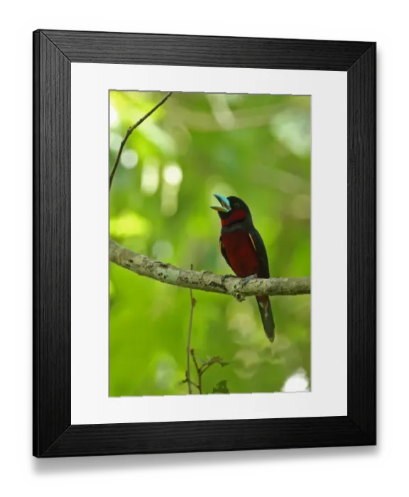 Framed Print : Black-and-red Broadbill (Cymbirhynchus macrorhynchos siamensis) adult, calling, perched on branch, Kaeng Krachan N. P Framed Print : Black-and-red Broadbill (Cymbirhynchus macrorhynchos siamensis) adult, calling, perched on branch, Kaeng Krachan N. P