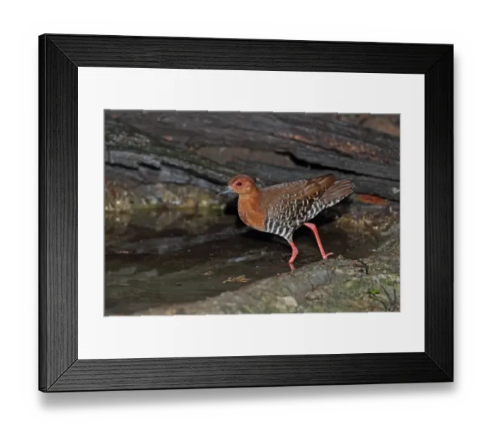 Framed Print : Red-legged Crake (Rallina fasciata) adult, entering forest pool, near Kaeng Krachan, Thailand, May Framed Print : Red-legged Crake (Rallina fasciata) adult, entering forest pool, near Kaeng Krachan, Thailand, May
