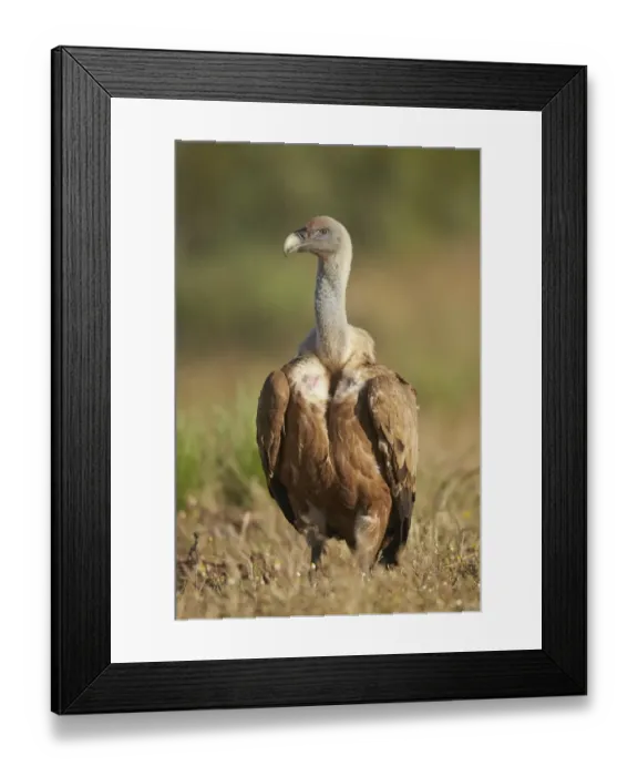 Framed Print : Eurasian Griffon Vulture (Gyps fulvus) adult, standing on ground, Extremadura, Spain, May