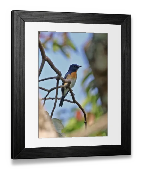 Framed Print : Blue-throated Flycatcher (Cyornis rubeculoides klossi) adult male, perched on twig, Dakdam Highland, Cambodia, January Framed Print : Blue-throated Flycatcher (Cyornis rubeculoides klossi) adult male, perched on twig, Dakdam Highland, Cambodia, January
