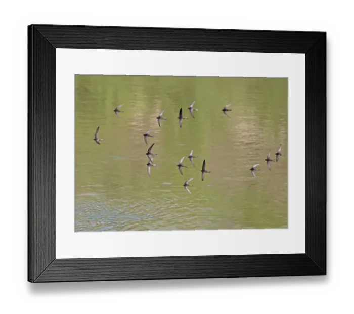 Framed Print : Common Swift (Apus apus) sixteen adults, flock in flight over water, Castilla y Leon, Spain, June Framed Print : Common Swift (Apus apus) sixteen adults, flock in flight over water, Castilla y Leon, Spain, June