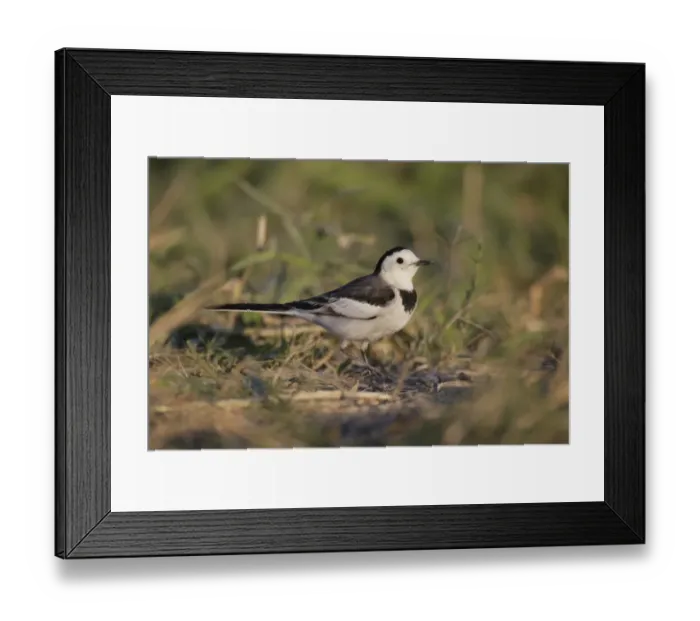 Framed Print : Amur Wagtail (Motacilla alba leucopsis) immature, first winter plumage, walking on ground, Hong Kong, China, December Framed Print : Amur Wagtail (Motacilla alba leucopsis) immature, first winter plumage, walking on ground, Hong Kong, China, December