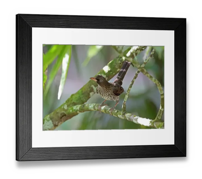 Framed Print : Pearly-eyed Thrasher (Margarops fuscatus klinikowskii) adult, perched on branch with tail cocked, Fond Doux Plantation Framed Print : Pearly-eyed Thrasher (Margarops fuscatus klinikowskii) adult, perched on branch with tail cocked, Fond Doux Plantation
