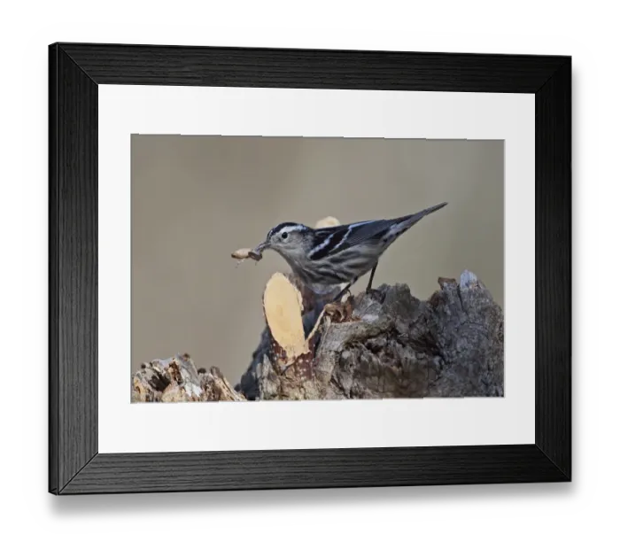 Framed Print : Black-and-white Warbler (Mniotilta varia) adult female, with moth prey in beak, perched on stump, La Belen