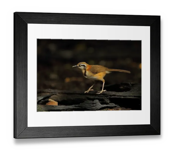 Framed Print : Lesser Necklaced Laughingthrush (Garrulax monileger) adult, standing on log, near Kaeng Krachan, Thailand, May Framed Print : Lesser Necklaced Laughingthrush (Garrulax monileger) adult, standing on log, near Kaeng Krachan, Thailand, May