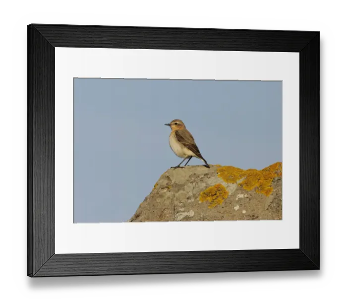 Framed Print : Northern Wheatear (Oenanthe oenanthe) adult female, standing on lichen covered rock, Lemnos, Greece, April Framed Print : Northern Wheatear (Oenanthe oenanthe) adult female, standing on lichen covered rock, Lemnos, Greece, April