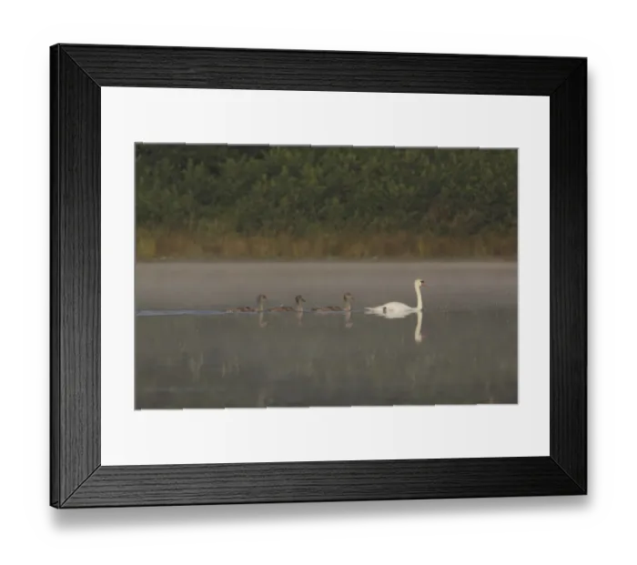 Framed Print : Mute Swan (Cygnus olor) adult female with three cygnets, swimming, West Yorkshire, England, July Framed Print : Mute Swan (Cygnus olor) adult female with three cygnets, swimming, West Yorkshire, England, July