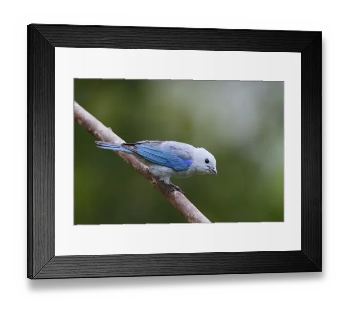 Framed Print : Blue-grey Tanager (Thraupis episcopus) adult, perched on branch, Costa Rica, April Framed Print : Blue-grey Tanager (Thraupis episcopus) adult, perched on branch, Costa Rica, April
