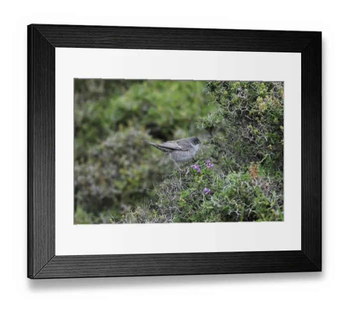 Framed Print : Barred Warbler (Sylvia nisoria) adult male, summer plumage, perched in bush, Lemnos, Greece, May Framed Print : Barred Warbler (Sylvia nisoria) adult male, summer plumage, perched in bush, Lemnos, Greece, May