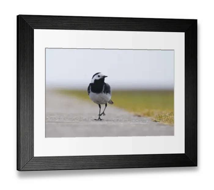 Framed Print : Pied Wagtail (Motacilla alba yarrellii) adult male, walking along concrete path, Chanonry Point, Chanonry Ness