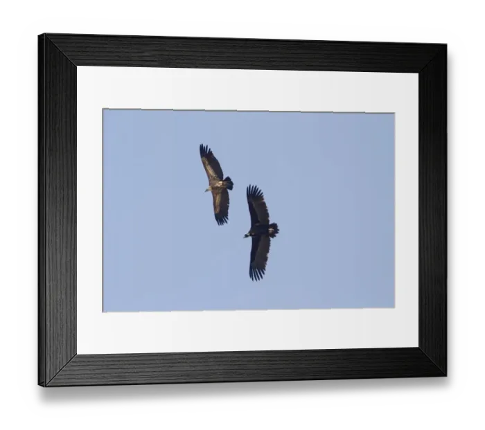 Framed Print : Eurasian Black Vulture (Aegypius monachus) and Eurasian Griffon Vulture (Gyps fulvus) two adults, in flight Framed Print : Eurasian Black Vulture (Aegypius monachus) and Eurasian Griffon Vulture (Gyps fulvus) two adults, in flight