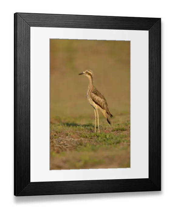 Framed Print : Bush Thick-knee (Burhinus grallarius) adult, standing, Cairns, Queensland, Australia, November Framed Print : Bush Thick-knee (Burhinus grallarius) adult, standing, Cairns, Queensland, Australia, November