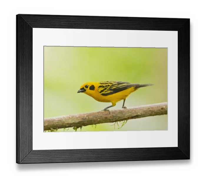 Framed Print : Golden Tanager (Tangara arthus) adult, perched on twig in montane rainforest, Andes, Ecuador, November Framed Print : Golden Tanager (Tangara arthus) adult, perched on twig in montane rainforest, Andes, Ecuador, November