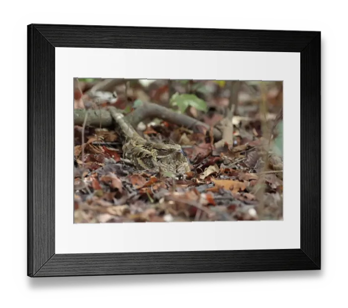 Framed Print : Long-tailed Nightjar (Caprimulgus climacurus) adult, sitting amongst leaf litter, Gambia, January Framed Print : Long-tailed Nightjar (Caprimulgus climacurus) adult, sitting amongst leaf litter, Gambia, January