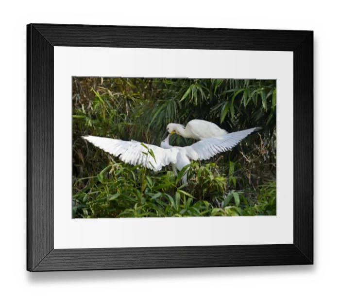 Framed Print : Eurasian Spoonbill (Platalea leucorodia) adult, breeding plumage, feeding young, standing at nest in bamboo