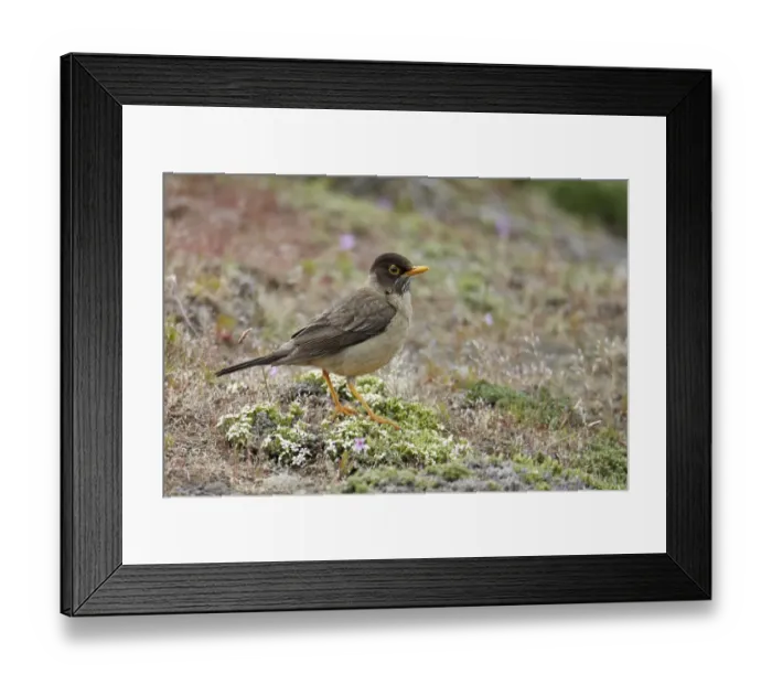 Framed Print : Austral Thrush (Turdus falcklandii magellanicus) adult, standing on ground, Torres del Paine N. P Framed Print : Austral Thrush (Turdus falcklandii magellanicus) adult, standing on ground, Torres del Paine N. P
