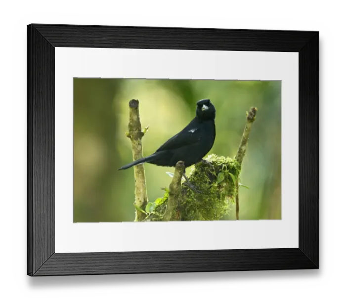 Framed Print : White-lined Tanager (Tachyphonus rufus) adult male, perched on moss covered branch in montane rainforest, Andes Framed Print : White-lined Tanager (Tachyphonus rufus) adult male, perched on moss covered branch in montane rainforest, Andes