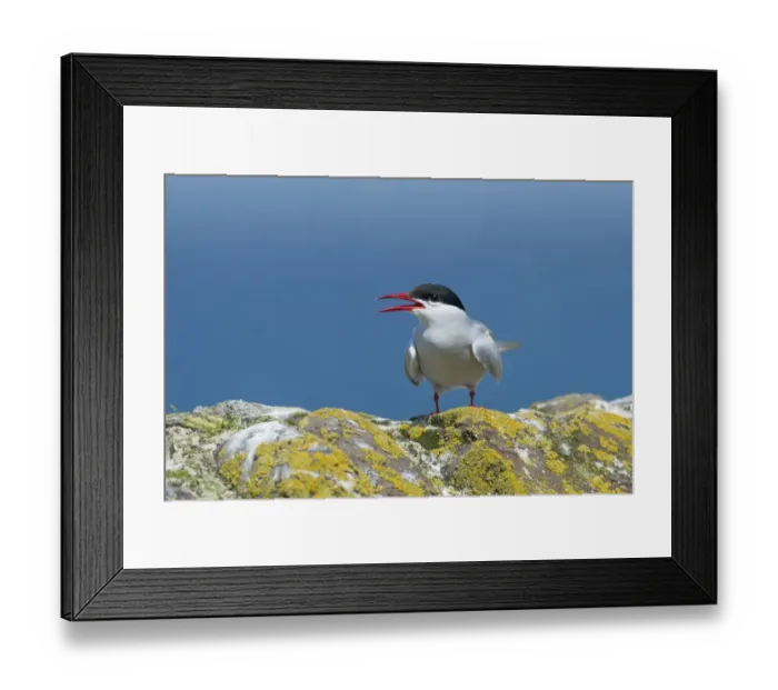 Framed Print : Arctic Tern (Sterna paradisea) adult, with beak open, standing on lichen covered rock, Northumberland, England, July Framed Print : Arctic Tern (Sterna paradisea) adult, with beak open, standing on lichen covered rock, Northumberland, England, July
