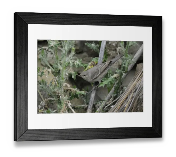 Framed Print : Barred Warbler (Sylvia nisoria) immature female, first summer plumage, foraging amongst thistles, Lemnos, Greece, May