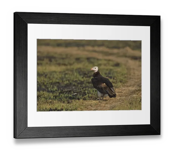 Framed Print : White-headed Vulture (Trigonoceps occipitalis) adult, standing on ground, Kafue N. P. Zambia, September Framed Print : White-headed Vulture (Trigonoceps occipitalis) adult, standing on ground, Kafue N. P. Zambia, September