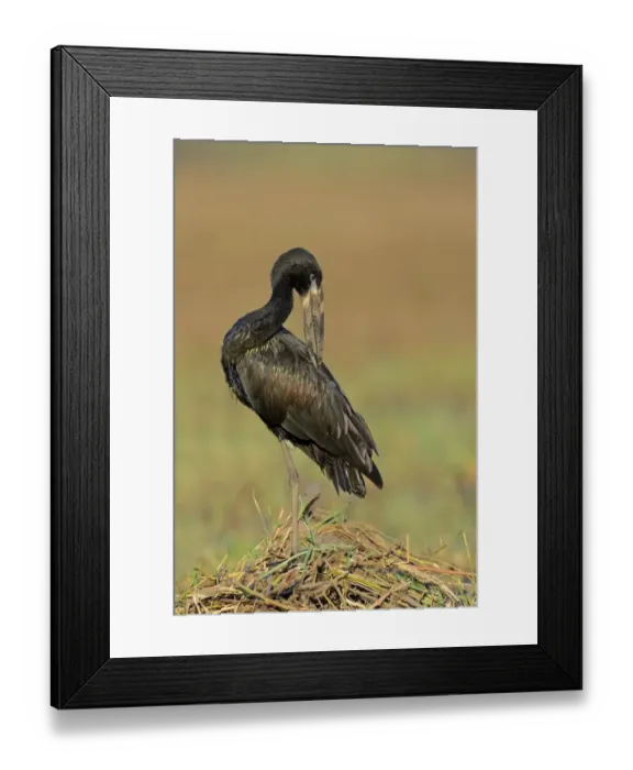 Framed Print : African Open-billed Stork (Anastomus lamelligerus) adult, preening, standing on mound of vegetation, Chobe River Framed Print : African Open-billed Stork (Anastomus lamelligerus) adult, preening, standing on mound of vegetation, Chobe River