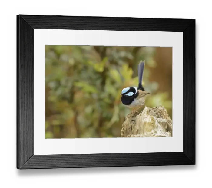 Framed Print : Superb Fairywren (Malurus cyaneus) adult male, perched on stump, Queensland, Australia, November Framed Print : Superb Fairywren (Malurus cyaneus) adult male, perched on stump, Queensland, Australia, November