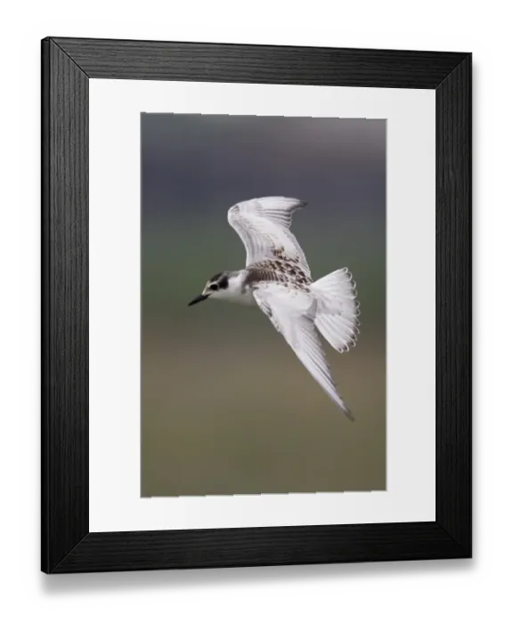 Framed Print : Whiskered Tern (Chlidonias hybrida) juvenile, in flight, Hong Kong, China, September