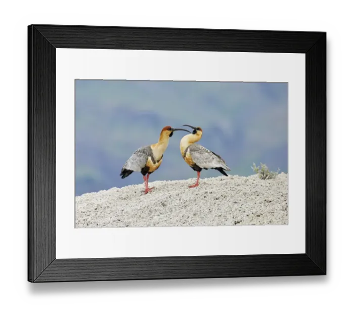 Framed Print : Black-faced Ibis (Theristicus melanopis) adult pair, mutual preening, standing on calcium carbonate rocks Framed Print : Black-faced Ibis (Theristicus melanopis) adult pair, mutual preening, standing on calcium carbonate rocks