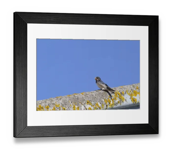 Framed Print : Barn Swallow (Hirundo rustica) juvenile, newly fledged, perched on lichen covered barn roof, Elmley Marshes N. N. R Framed Print : Barn Swallow (Hirundo rustica) juvenile, newly fledged, perched on lichen covered barn roof, Elmley Marshes N. N. R