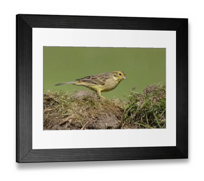 Framed Print : Yellowhammer (Emberiza citrinella) adult female, foraging on ground in farmland, West Yorkshire, England, May Framed Print : Yellowhammer (Emberiza citrinella) adult female, foraging on ground in farmland, West Yorkshire, England, May
