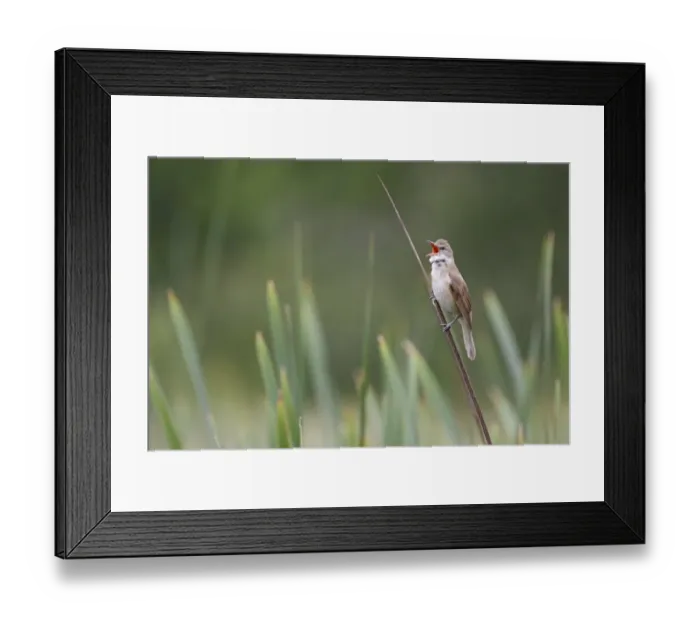 Framed Print : Great Reed-warbler (Acrocephalus arundinaceus) adult male, singing, perched on reedmace stem in reedbed, Bulgaria, June