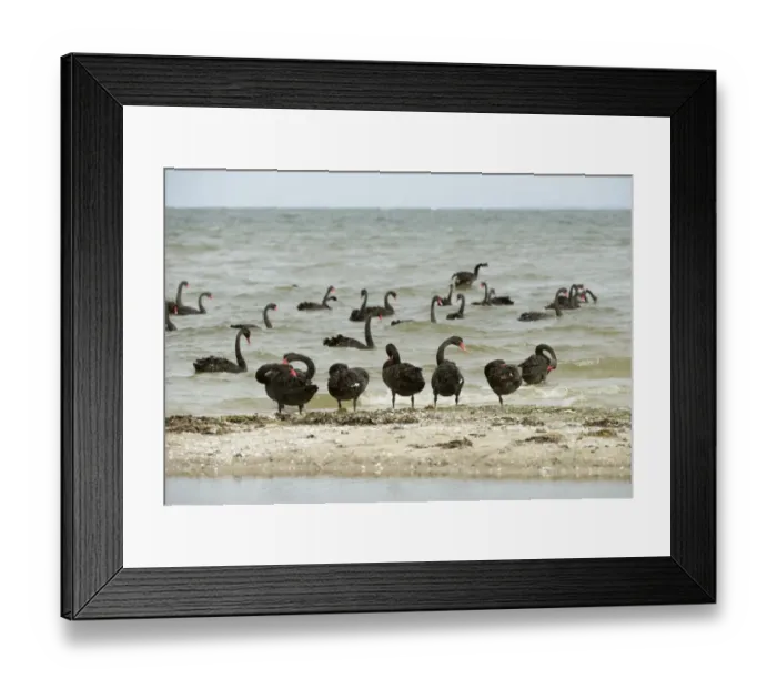 Framed Print : Black Swan (Cygnus atratus) flock, preening on beach and feeding at sea, Victoria, Australia, November