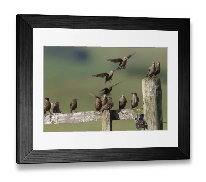 Framed Print : Common Starling (Sturnus vulgaris) juveniles, flock in flight and perched on fence, Lammermuir Hills, Scottish Borders Framed Print : Common Starling (Sturnus vulgaris) juveniles, flock in flight and perched on fence, Lammermuir Hills, Scottish Borders