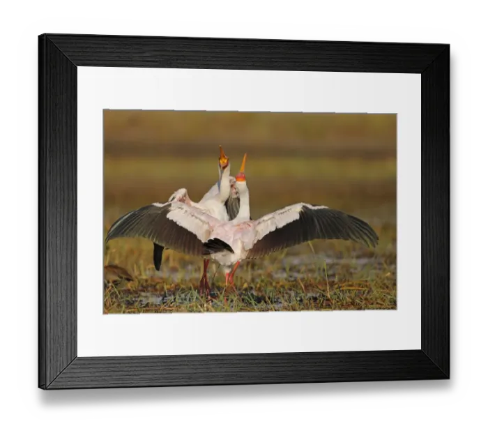 Framed Print : Yellow-billed Stork (Mycteria ibis) adult pair, in courtship display, Chobe River, Chobe N. P. Botswana, June Framed Print : Yellow-billed Stork (Mycteria ibis) adult pair, in courtship display, Chobe River, Chobe N. P. Botswana, June