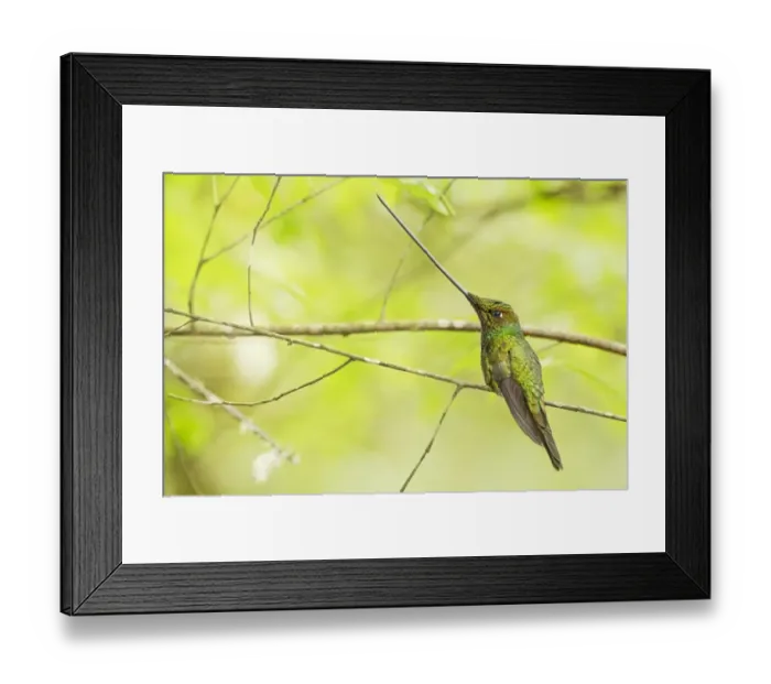 Framed Print : Sword-billed Hummingbird (Ensifera ensifera) adult male, perched on twig in montane rainforest, Guango, Andes, Ecuador Framed Print : Sword-billed Hummingbird (Ensifera ensifera) adult male, perched on twig in montane rainforest, Guango, Andes, Ecuador