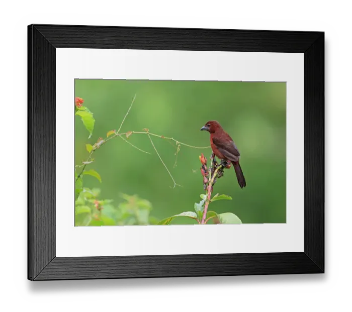 Framed Print : Silver-beaked Tanager (Ramphocelus carbo) immature male, perched on flowerhead, Trinidad, Trinidad and Tobago, April Framed Print : Silver-beaked Tanager (Ramphocelus carbo) immature male, perched on flowerhead, Trinidad, Trinidad and Tobago, April