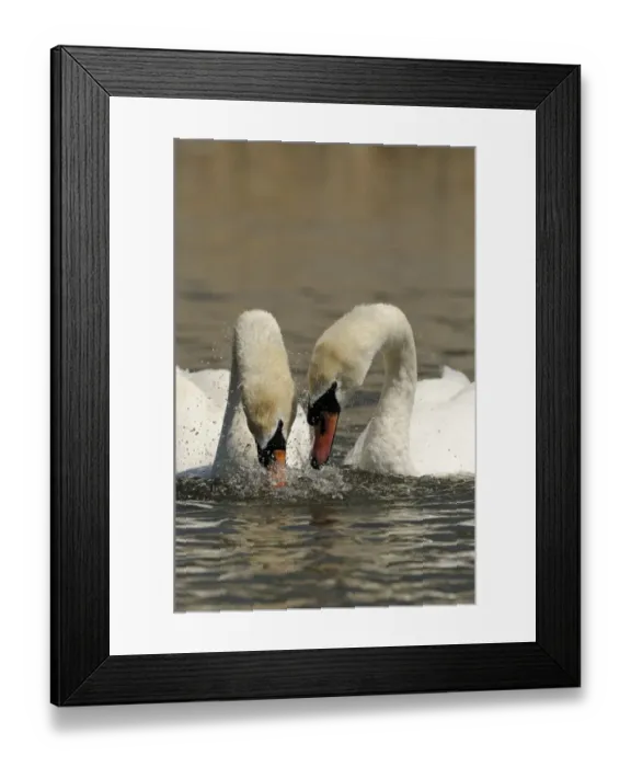 Framed Print : Mute Swan (Cygnus olor) adult pair, dipping heads into water in unison, courtship behaviour on water, Oxfordshire Framed Print : Mute Swan (Cygnus olor) adult pair, dipping heads into water in unison, courtship behaviour on water, Oxfordshire