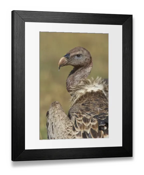 Framed Print : Rueppells Griffon Vulture (Gyps rueppellii) adult, close-up of head and neck, Masai Mara National Reserve, Kenya Framed Print : Rueppells Griffon Vulture (Gyps rueppellii) adult, close-up of head and neck, Masai Mara National Reserve, Kenya