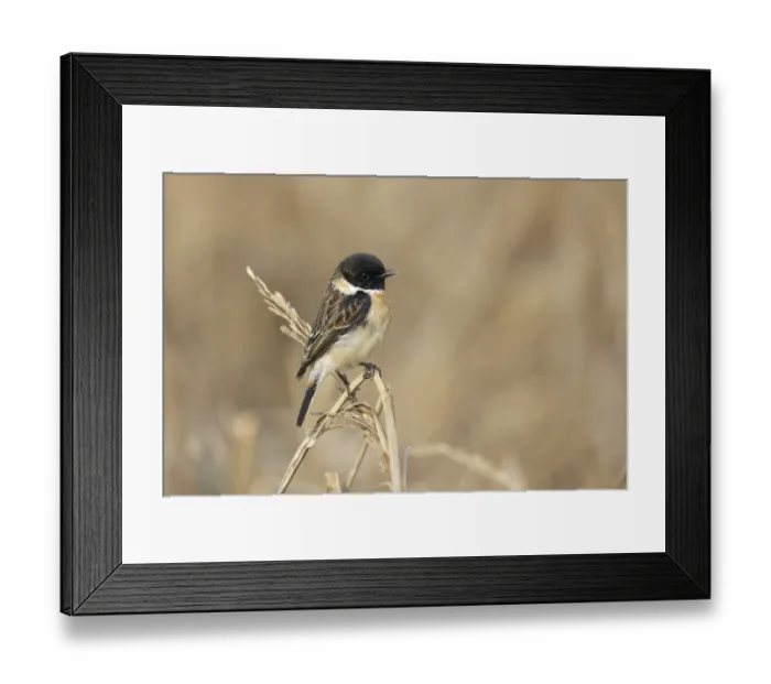 Framed Print : Stejnegers Stonechat (Saxicola stejnegeri) adult male, perched on stem, Long Valley, New Territories, Hong Kong, China Framed Print : Stejnegers Stonechat (Saxicola stejnegeri) adult male, perched on stem, Long Valley, New Territories, Hong Kong, China