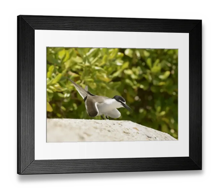 Framed Print : Bridled Tern (Onychoprion anaethetus) adult, in courtship display, Queensland, Australia, November Framed Print : Bridled Tern (Onychoprion anaethetus) adult, in courtship display, Queensland, Australia, November