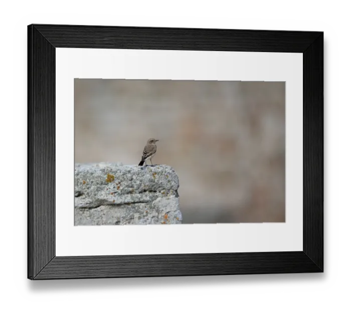 Framed Print : Pied Wheatear (Oenanthe pleschanka) adult female, standing on rock, Bulgaria, September
