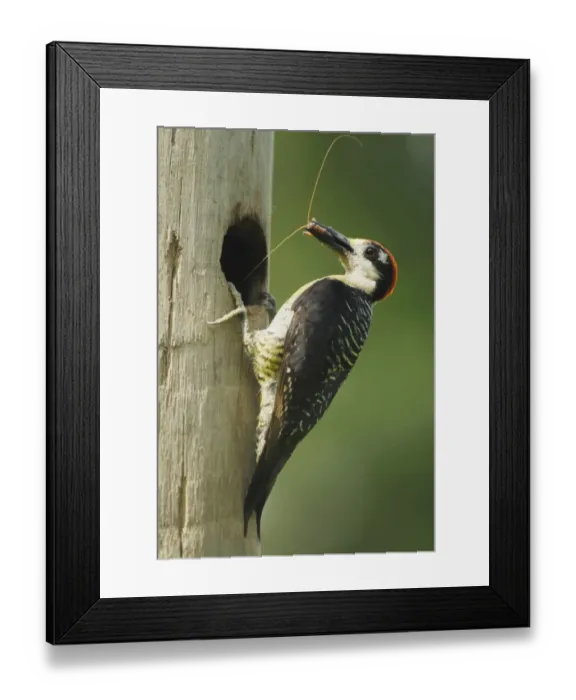 Framed Print : Black-cheeked Woodpecker (Melanerpes pucherani) adult male, with cricket in beak, at nesthole in tree trunk Framed Print : Black-cheeked Woodpecker (Melanerpes pucherani) adult male, with cricket in beak, at nesthole in tree trunk
