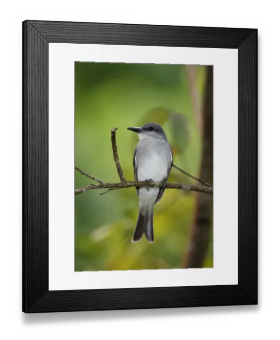 Framed Print : Grey Kingbird (Tyrannus dominicensis vorax) adult, perched on twig, Fond Doux Plantation, St Framed Print : Grey Kingbird (Tyrannus dominicensis vorax) adult, perched on twig, Fond Doux Plantation, St