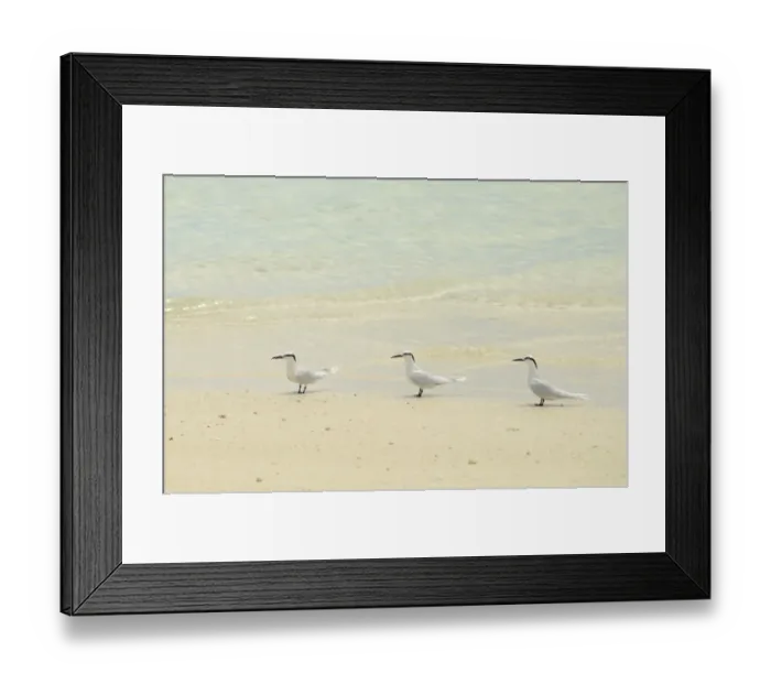 Framed Print : Black-naped Tern (Sterna sumatrana) three adults, standing on sandy beach, Queensland, Australia, December Framed Print : Black-naped Tern (Sterna sumatrana) three adults, standing on sandy beach, Queensland, Australia, December