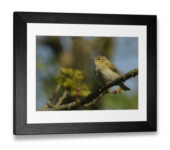 Framed Print : Iberian Chiffchaff (Phylloscopus ibericus) adult male, vagrant, perched on twig, Walderslade, Kent, England, May Framed Print : Iberian Chiffchaff (Phylloscopus ibericus) adult male, vagrant, perched on twig, Walderslade, Kent, England, May
