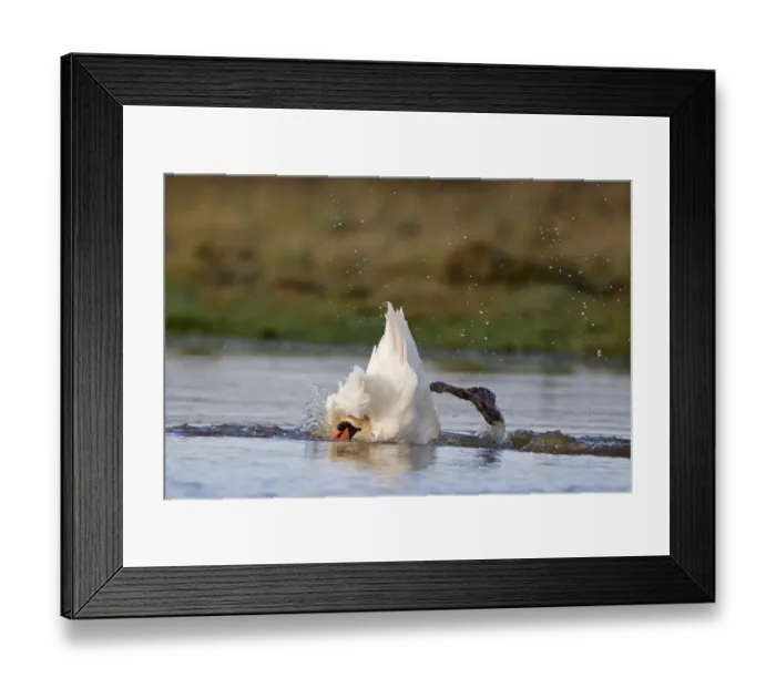 Framed Print : Mute Swan (Cygnus olor) adult female, bathing, Suffolk, England, December Framed Print : Mute Swan (Cygnus olor) adult female, bathing, Suffolk, England, December