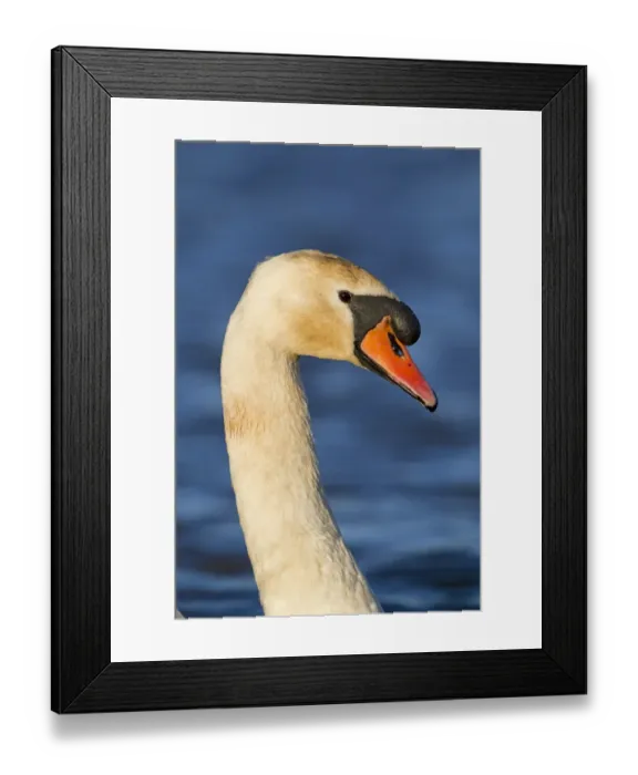 Framed Print : Mute Swan (Cygnus olor) adult male, close-up of head and neck, swimming on pond, Suffolk, England, December Framed Print : Mute Swan (Cygnus olor) adult male, close-up of head and neck, swimming on pond, Suffolk, England, December