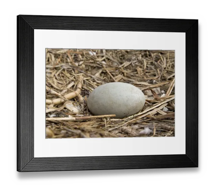 Framed Print : Mute Swan (Cygnus olor) unhatched egg in nest, Suffolk, England, May Framed Print : Mute Swan (Cygnus olor) unhatched egg in nest, Suffolk, England, May