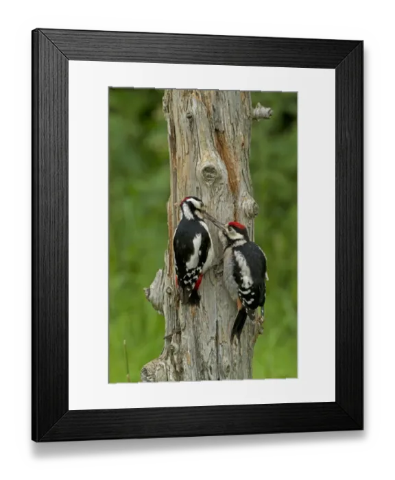 Framed Print : Great Spotted Woodpecker (Dendrocopos major) adult male feeding juvenile, clinging to dead tree trunk, England, June Framed Print : Great Spotted Woodpecker (Dendrocopos major) adult male feeding juvenile, clinging to dead tree trunk, England, June