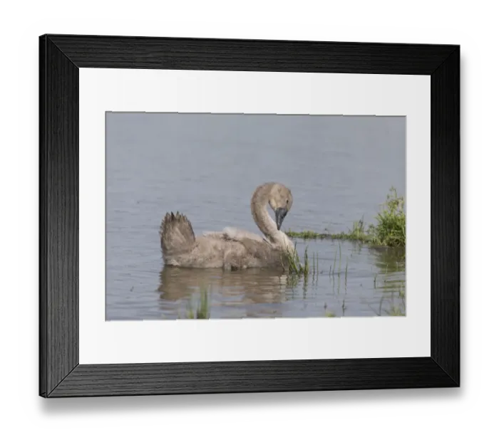 Framed Print : Mute Swan (Cygnus olor) cygnet, preening on water, Suffolk, England, July